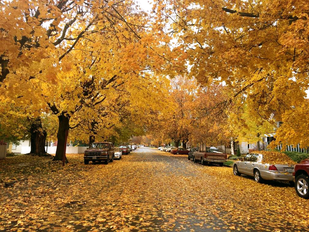 Fall trees in Ellensburg Washington